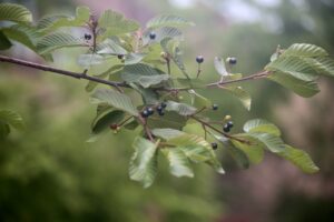 Cascara