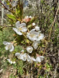 Cherry, Wild Bitter