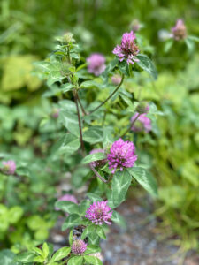 Clover, Red