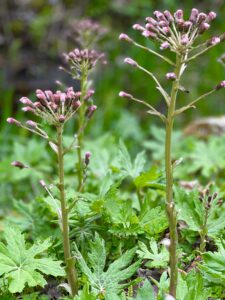 Coltsfoot