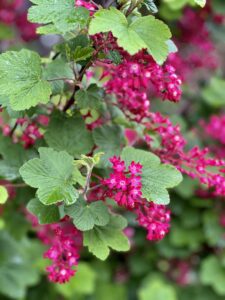 Currant, Red Flowering