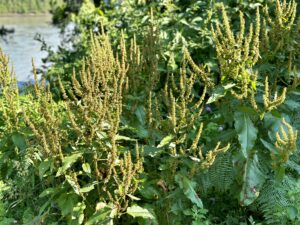 Dock, Bitter / Round-Leaved
