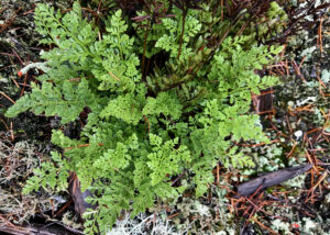 Fern, Parsley (aka American Rockbrake)