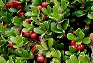 Kinnikinnik / Bearberry (aka Indian tobacco)