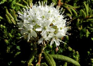 Labrador Tea / Swamp Tea