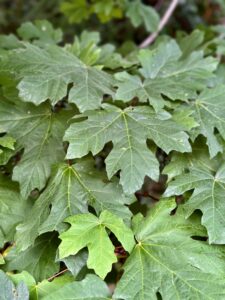 Maple, Broadleaf / Bigleaf