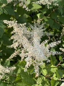 Oceanspray (aka Ironwood)