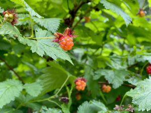Salmonberry