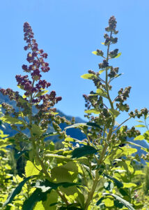 Spiraea / Western Hardhack