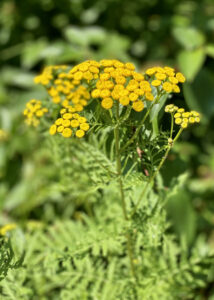 Tansy