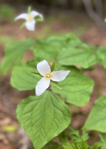 Trillium