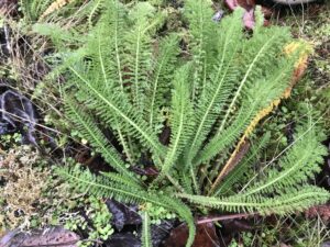 Yarrow