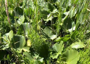 Yellow Pond-Lily / Spatterdock